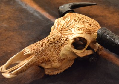 Buffel Schedels en Longhorn Schedels | Groot aanbod | Altijd Puntgaaf